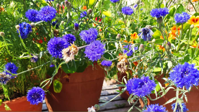 Sowing cornflowers in autumn makes for bigger plants and earlier flowers come spring.