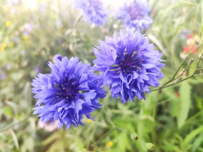 Cornflowers are easy to sow and grow in fall, but remember—autumn sowing in the house is not a good idea.