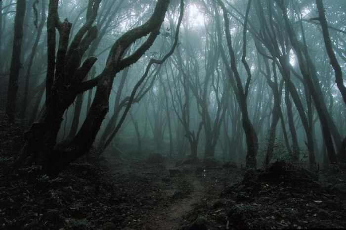 "e dirty gray flakes were falling from the darkened sky covering the blackened earth and the dead and barren trees."