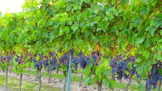 We have plenty of wine grapes in America. The United States produces a large amount of food grapes and wine grapes from cost to coast, including in California and around the Lake Erie shores of Ohio.