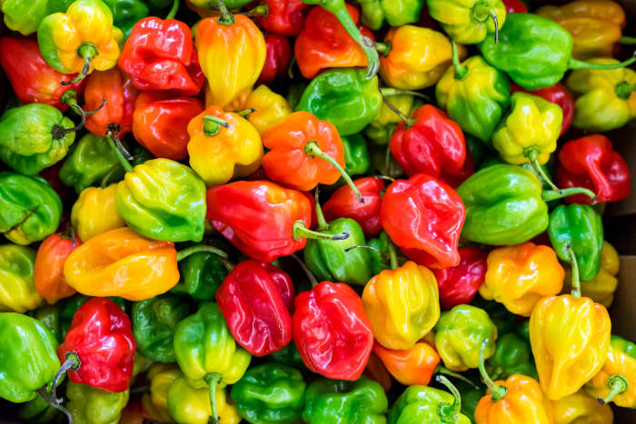 The average habanero pepper contains between 100 thousand and 350 thousand Scoville units, making them roughly five times hotter than jalapeños!
