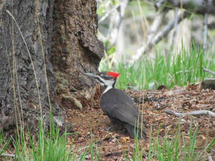 This is a Pileated woodpecker that I photographed in Jasper in 2013. I saw another one during my hike in Banff.