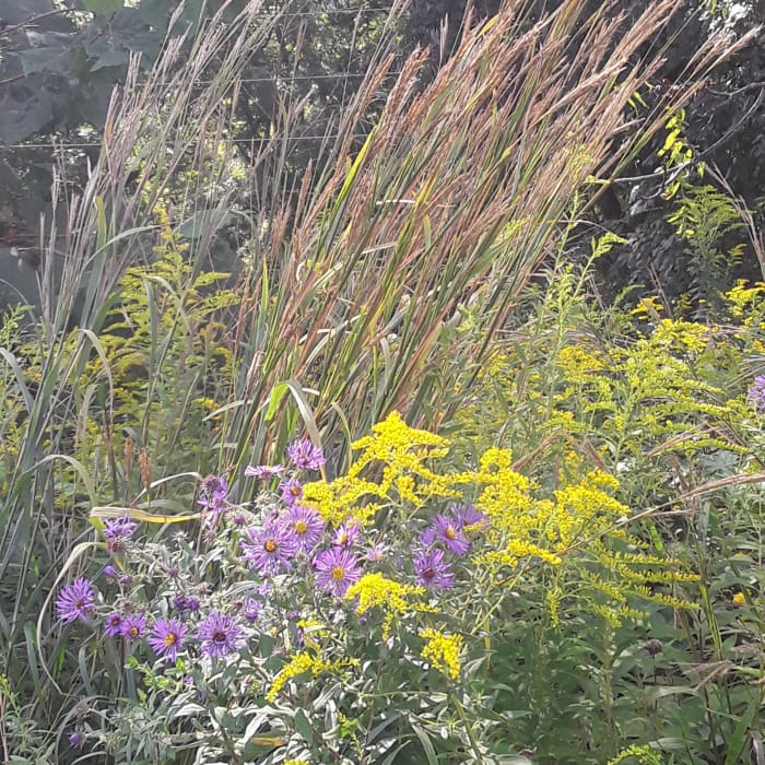 Goldenrod in September at the height of its wild beauty, surrounded by another native wildflower, the aster (foreground), and our grasses.