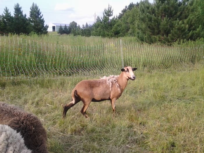 Моя барбадосская овца, спасенная из хозяйства, где она была единственной овцой в загоне