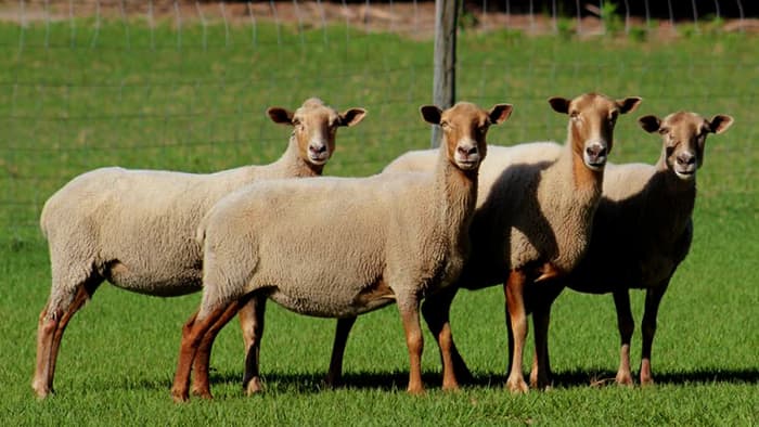 Флоридские крекерные овцы после стрижки