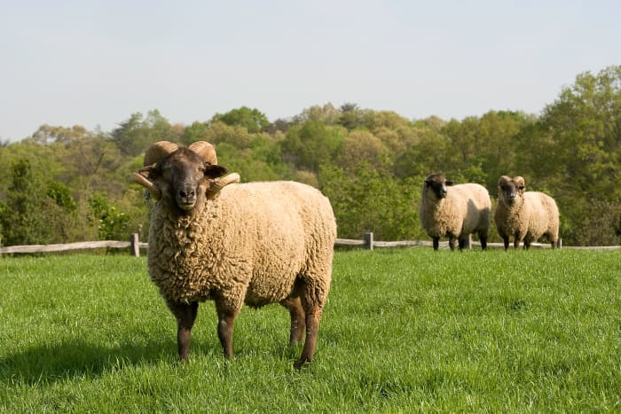 Овцы острова Хог в исторической программе сохранения в Маунт-Вернон, Вирджиния.