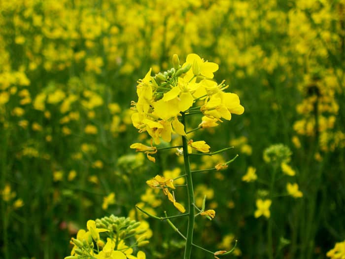Mustards are several plant species in the genera Brassica and Sinapis whose small mustard seeds are used as a spice and, by grinding and mixing them with water, vinegar or other liquids, are turned into a condiment also known as mustard.