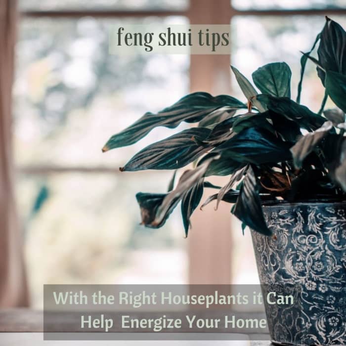 Most houseplants are good for Feng Shui provided they are given proper care. The dead plant must be removed as it represents negative symbolism.