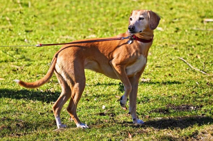 Evaluate whether something in the environment has startled your dog.