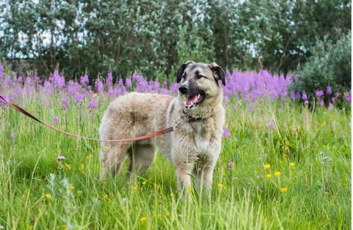 Help, My Dog Stops Walking on Leash and Won't Move - PetHelpful