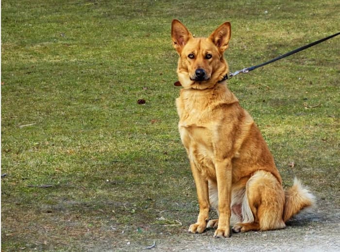 In the middle of the walk you dog stops walking, now what?