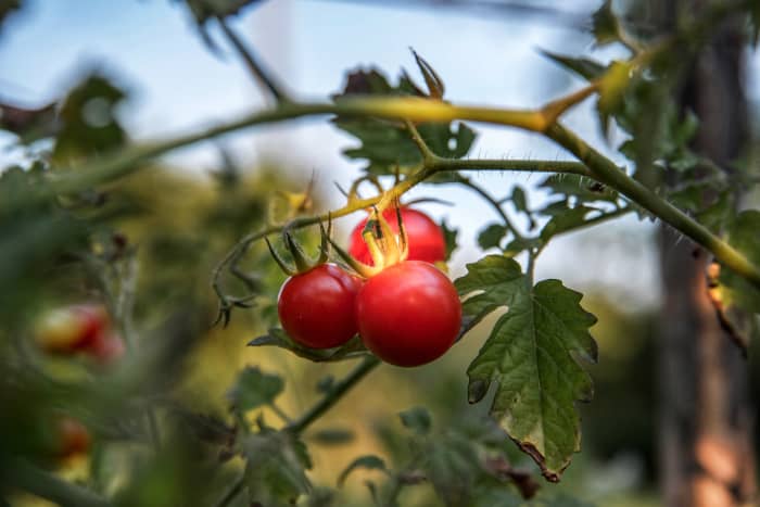 Suspending a shade cloth above your plants is an easy way to keep them from suffering in the summer heat.