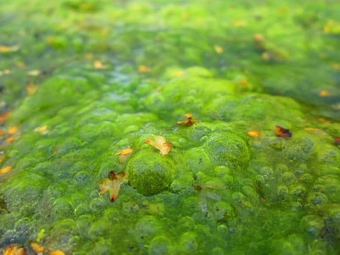 In high school, we collected green algae to produce miniature solar cells for our science project.
