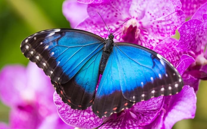 8 Most Beautiful Butterflies in the World! Stunning Natural Beauties ...