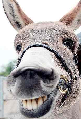 This Donkey may not have a problem with using the word _ss...if done within the proper literary framework. People been calling Donkey's: Jack _sses for a long time! (or even _ss; simplified version)
