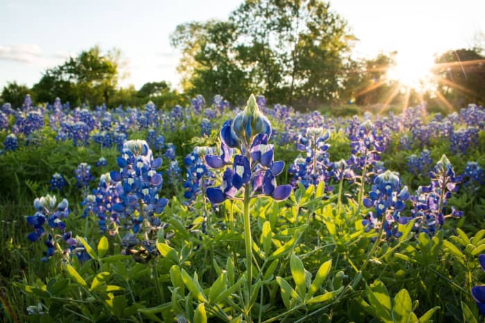 Bluebonnets grow in full sun and are plentiful in north, central, and eastern Texas. Often planted along the state's highways, these flowers bloom March-April. Texas is known as The Bluebonnet State; bluebonnets are the state flower.