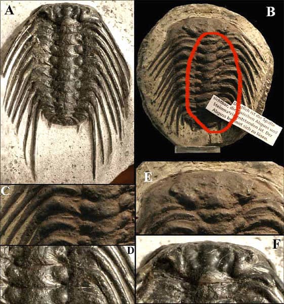 Comparison between an authentic trilobite fossil and a fake one. The specimen shown in images B, C, and E is fake. Note the crooked, asymmetrical body segments.