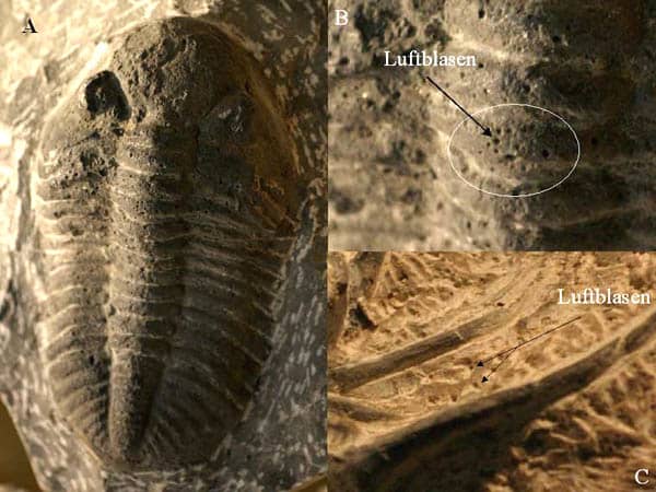 A fake trilobite containing small holes throughout the exoskeleton