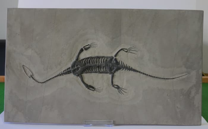 A heavily "enhanced" Keichousaurus fossil with fake head, neck, finger, and tail bones. Most of this specimen's original bones (leg bones, rib cage, etc.) appear to have undergone a decent amount of repair and restoration as well.