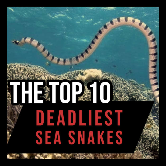 From the yellow-bellied sea snake to the yellow-lipped sea krait, this article ranks the world's deadliest sea snakes!