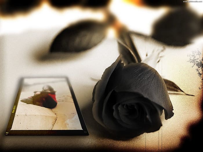 Color of the darkest night, truly a sight to see, with how unusual its color is...
