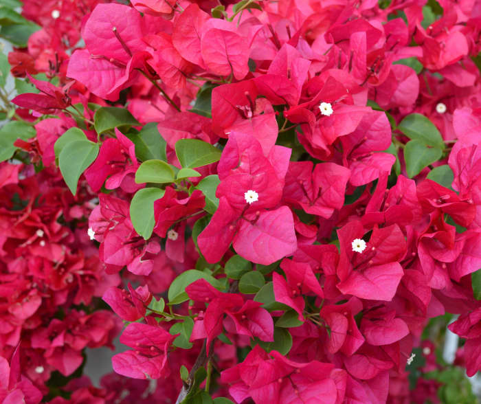 Bougainvillea (pronounced "boo-gan-vee-ah") is a showy and prolific vine that will climb a wall or trellis, or tumble over a fence.