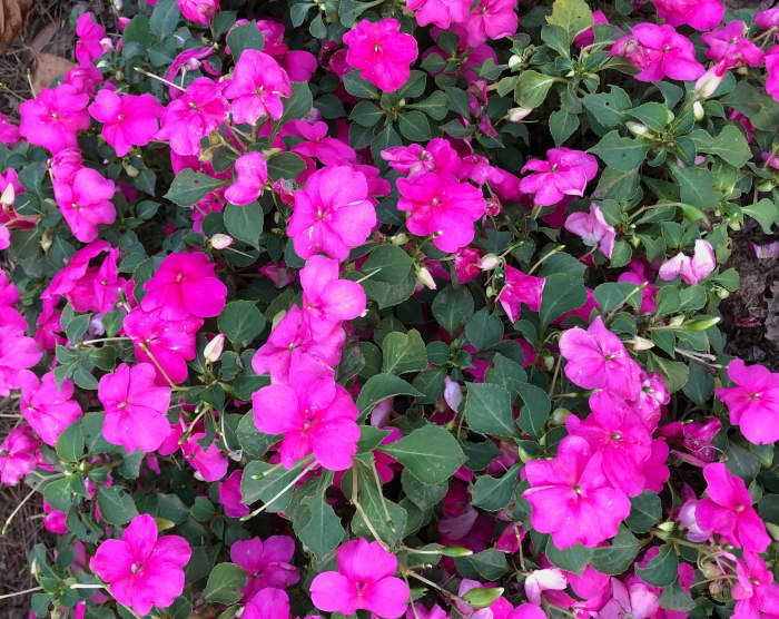 Impatiens are popular shade loving flowers. They look great paired with hosta and ferns in shade gardens.