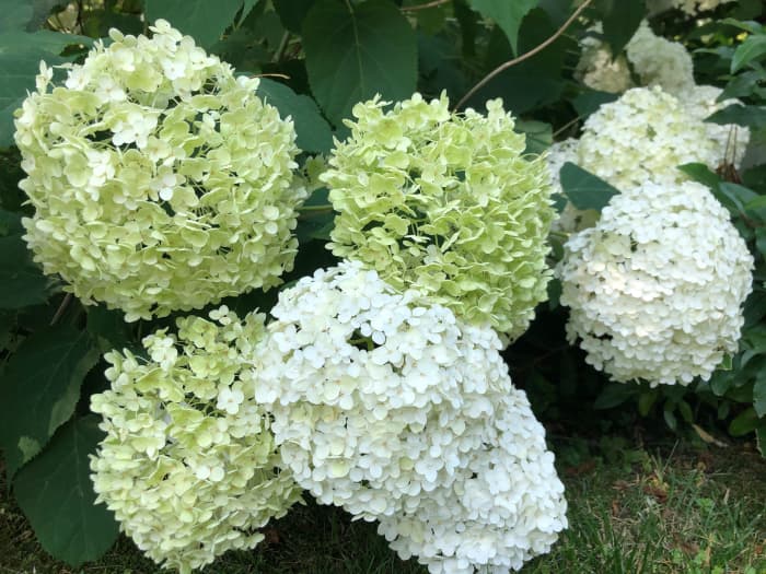 Side by side comparison of fresh white blooms and green blooms that are more dried out with a "papery" texture. The green blooms will last longer in arrangements.