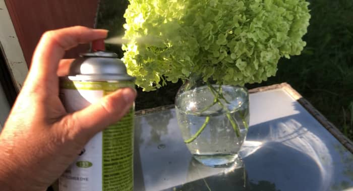 Once the hydrangea blossom has completely dried out, use floral spray paint to keep it looking fresh for even longer.