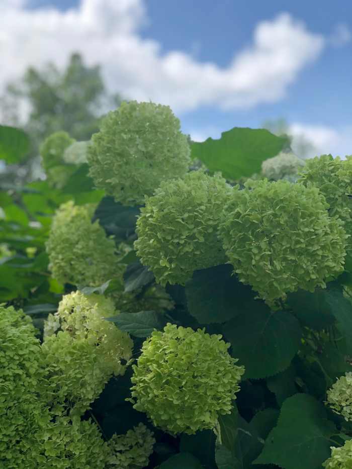 How to Cut Annabelle Hydrangeas for Arrangements Dengarden