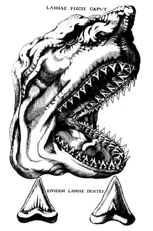 Nicolas Steno's sketches of a Shark's head completed after he had become the first to dissect one properly.