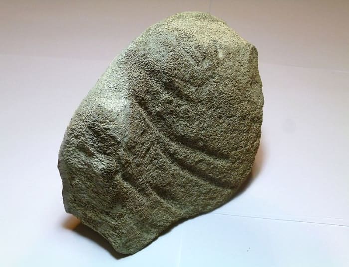 The vertebra of a prehistoric whale that was bitten in half by Megalodon. The gash marks made by the teeth are still visible.