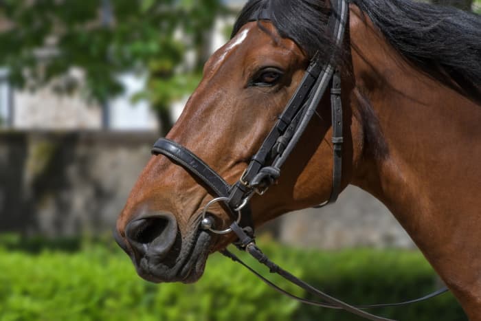 When the master puts bit and bridle on him and breaks him in, he becomes a submissive, gentle, and self-controlled animal, ready to be of use to his master.