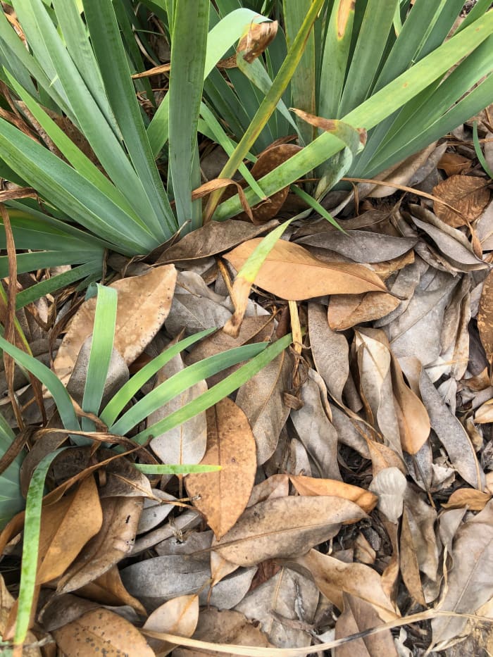 These irises were not intentionally mulched. They belong to a friend of mine who hadn't had time to rake the autumn leaves off of them.
