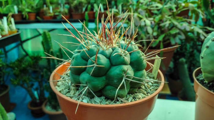 It is important not to plant your cactus in too large a pot. Otherwise, it will continue to grow roots rather than bloom.
