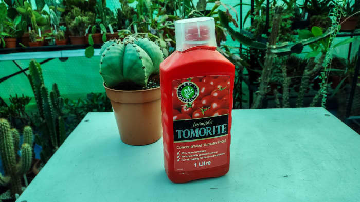 Use a high potassium fertilizer like tomato feed to encourage flowering.