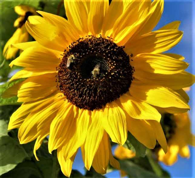 Sunflowers Origin and Impact HubPages