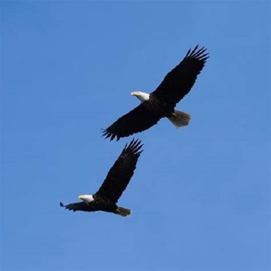 Pin by Linda Harrison on WHEN DOVES CRY | Bald eagle ...