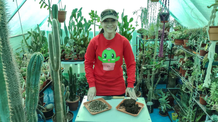 Cacti and succulent soil is drier than standard potting soil.