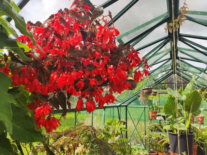 There's no need to throw away your begonias in winter. Instead, save the tubers to plant again in spring! It's easy and will reward you with even more flowers.