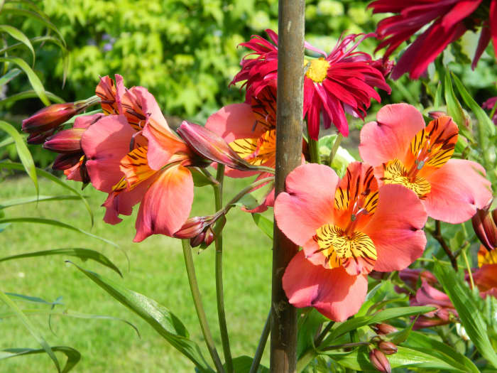 Peruvian lilies like the Alstroemeria 'Verona' shown here can be safely and successfully divided and replanted as long as you follow a few simple tips.
