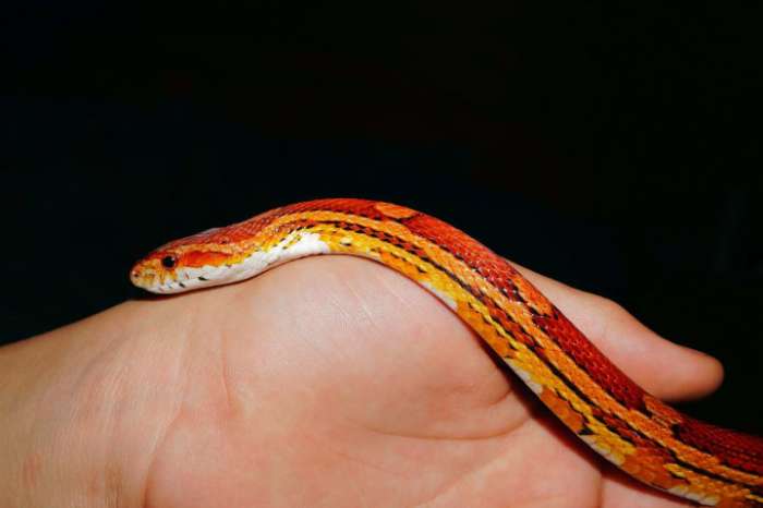 Кукурузная змея (научное название: Pantherophis guttatus) 