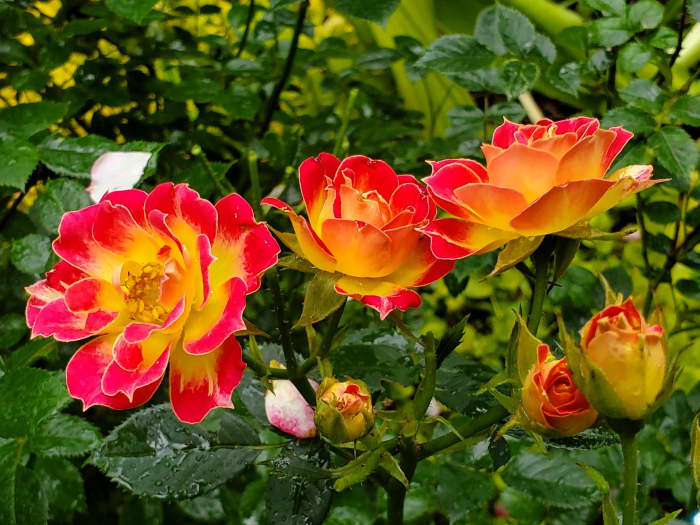 How to Plant a Miniature Rose Bush Outdoors - Dengarden