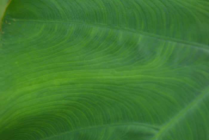 Imagine the healthy cellular structure needed to produce these gorgeous swirls and striations in this jumbo elephant ear leaf.