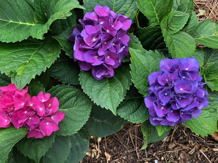 A proper ratio between phosphorus and nitrogen produces both gorgeous leaves and beautiful flowers.