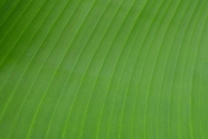 Up close and personal with a beautiful healthy leaf of one of my banana plants.