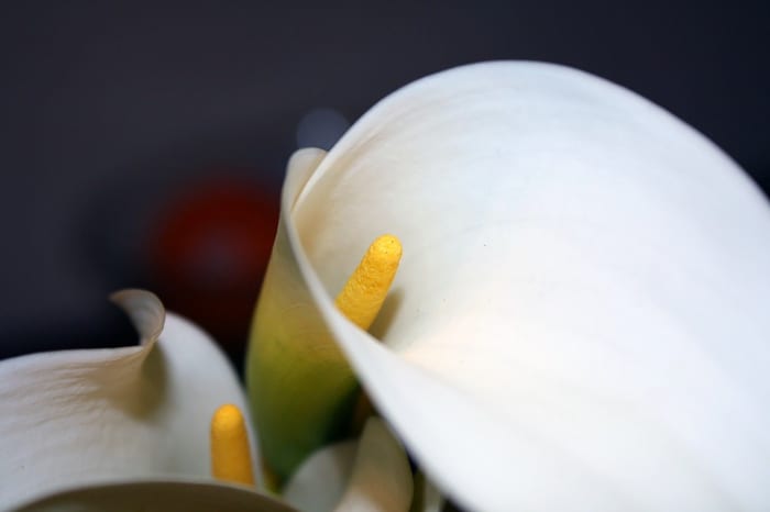 The blooms have presence; just a few make a statement. The simple curved shape of the spathe (the part most evident) is very modern in form.