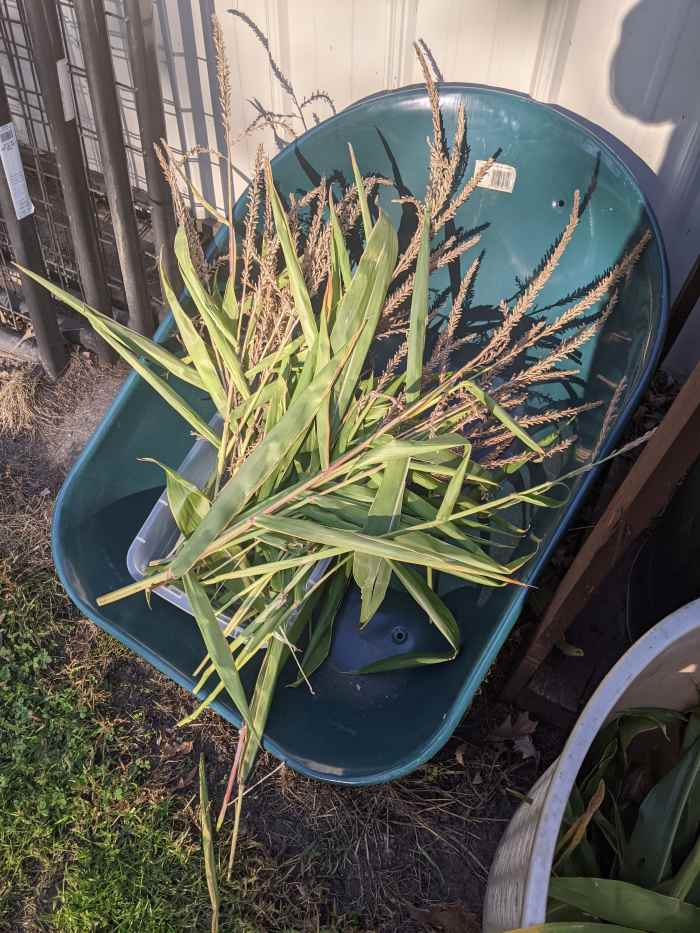 Broom Making Using Field Corn Tassels HubPages