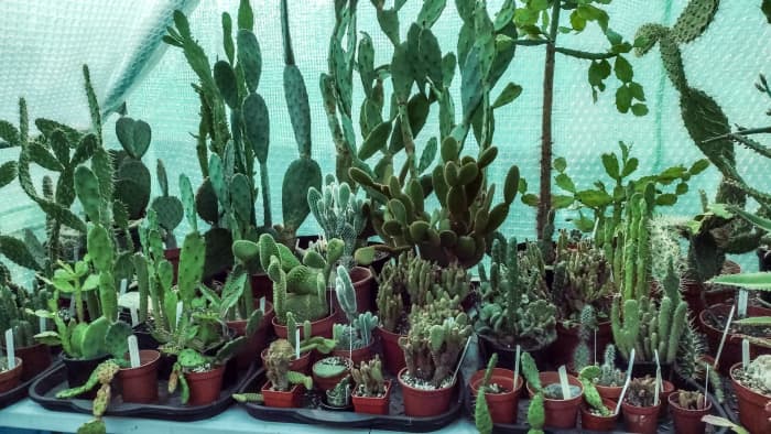 Living in Ireland's cold and wet climate, I bring all my cacti inside for the winter.