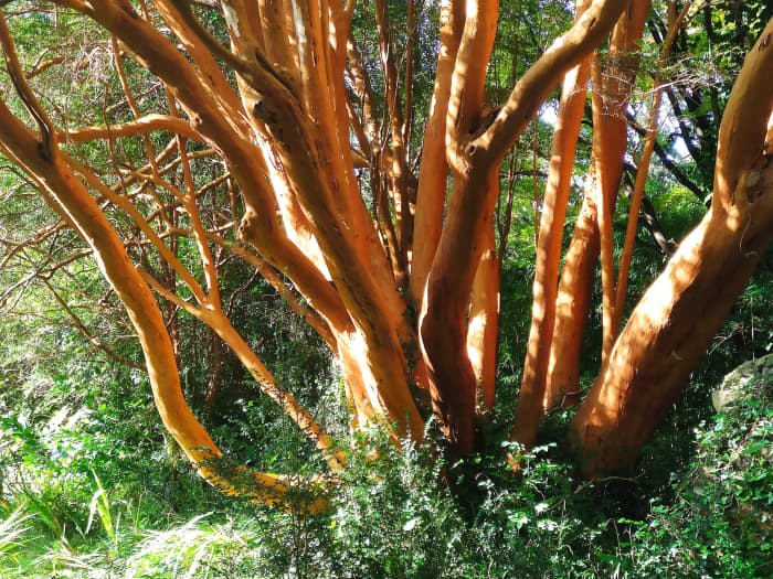 In addition to its gorgeous bark, the Chilean Myrtle boasts waxy flowers in spring and purple berries in autumn.